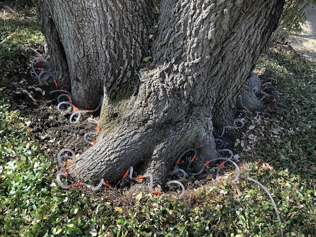 Detailed Tree Cabling and Bracing job site in Lafayette
