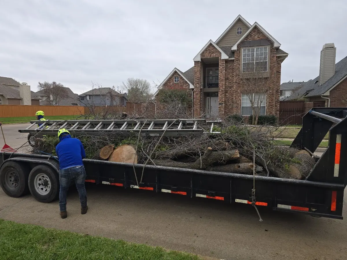 Expert Deadwooding with proper safety equipment in Lafayette